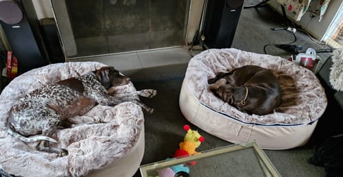 Customer photo review of Large Rebound Foam Mattress Dog Bed - Interior/Outdoor