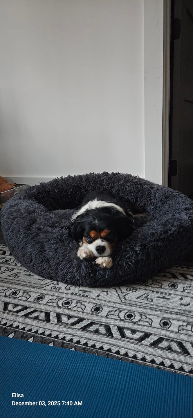 Customer photo review of Calming Dog Bed