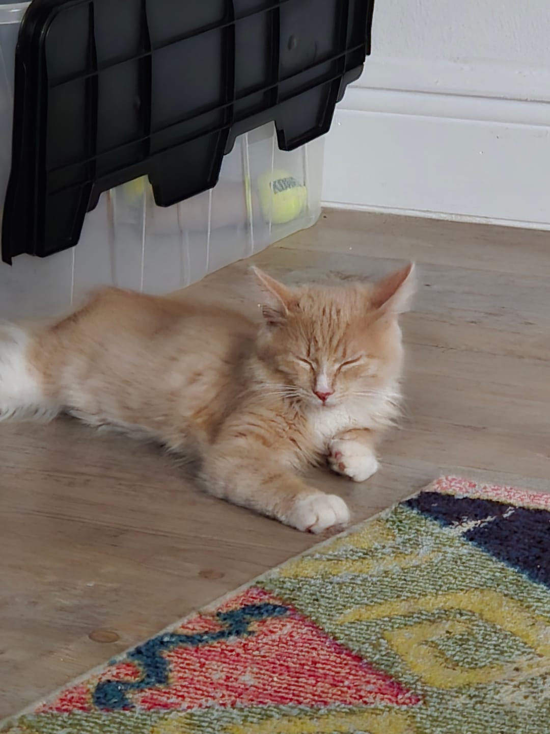 Customer photo review of Interactive Bird Simulation Cat Toy Set | Leo's Paw