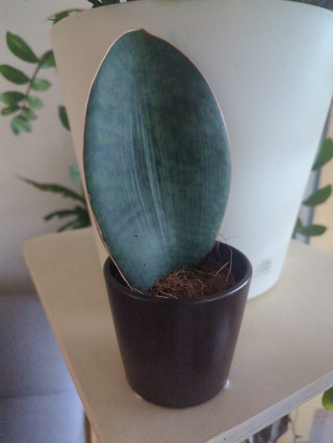 Customer photo review of SANSEVIERIA GRANDIS