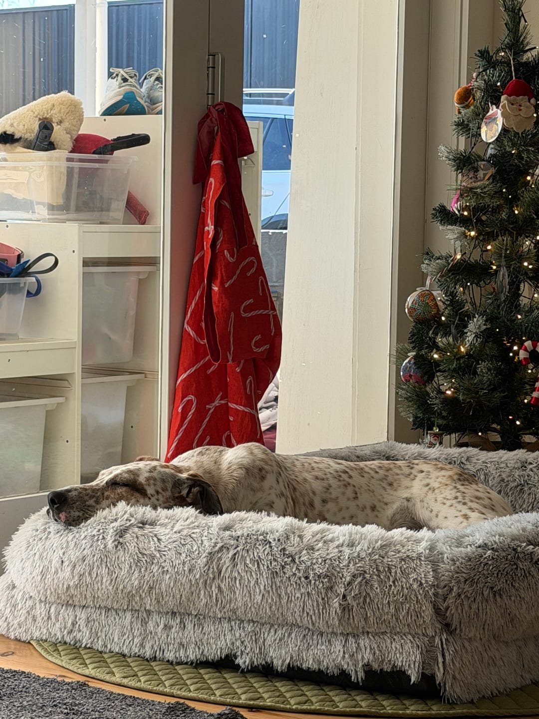 Customer photo review of Pet Orthopaedic Bed