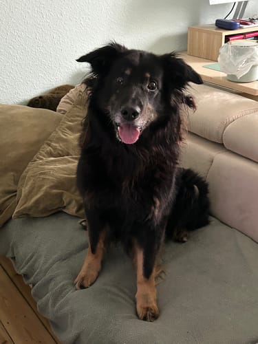 Der Hund eines Kunden mit glänzendem, schwarzem Fell sitzt nach der Einnahme von Lucky Belly glücklich auf einer Couch.