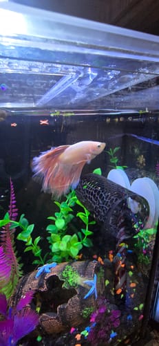 Customer photo review of Purple Halfmoon Male Betta Fish | You Pick Fish | Order Directly From Farm
