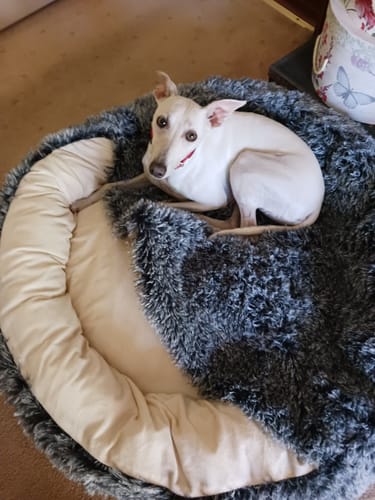 Customer's small white dog curled up in the round, fluffy charcoal Pet Cave Dog Bed.