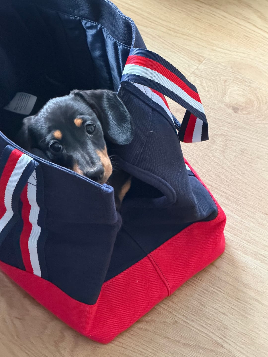Customer photo review of Tommy Hilfiger Canvas Dog Tote Bag