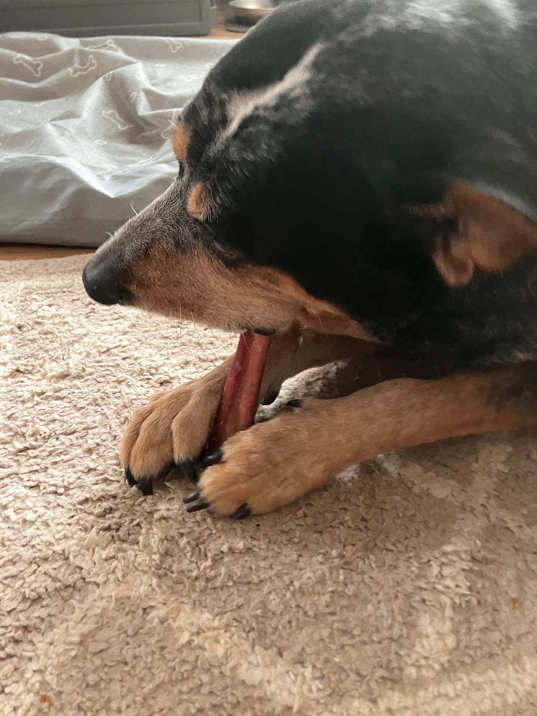 Customer photo review of 6 Inch Thick Bully Stick