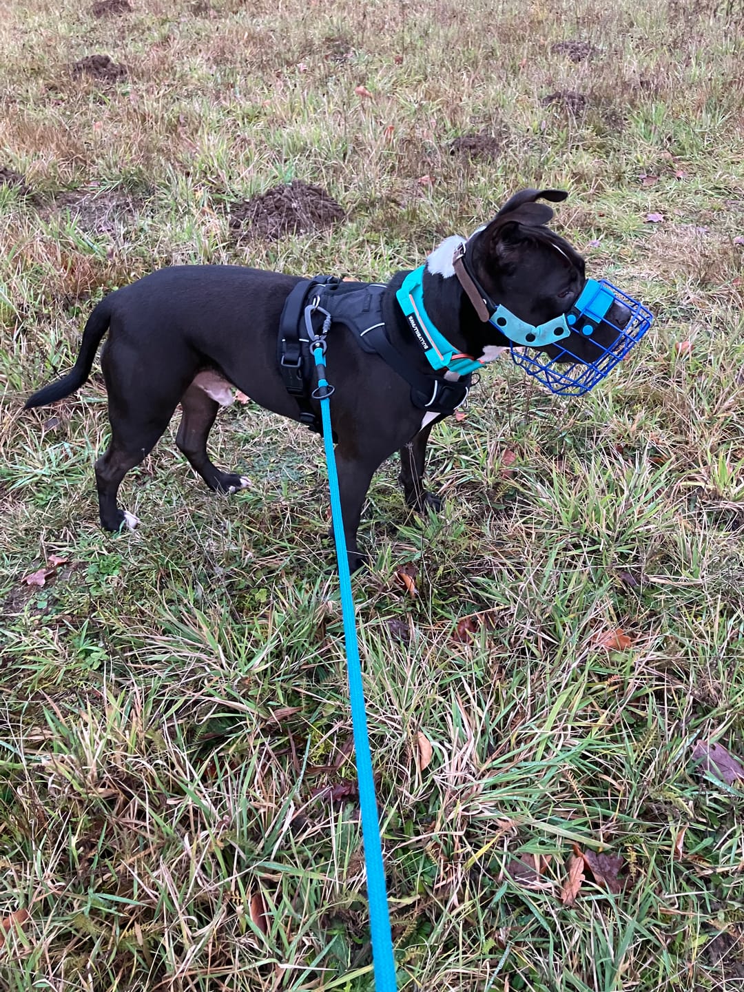 Customer photo review of 4cm LIGHTER Combat® Collar | With Handle Rated Clip - Turquoise & Orange