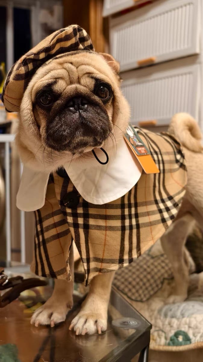 Customer photo review of British Style Coat & Beret