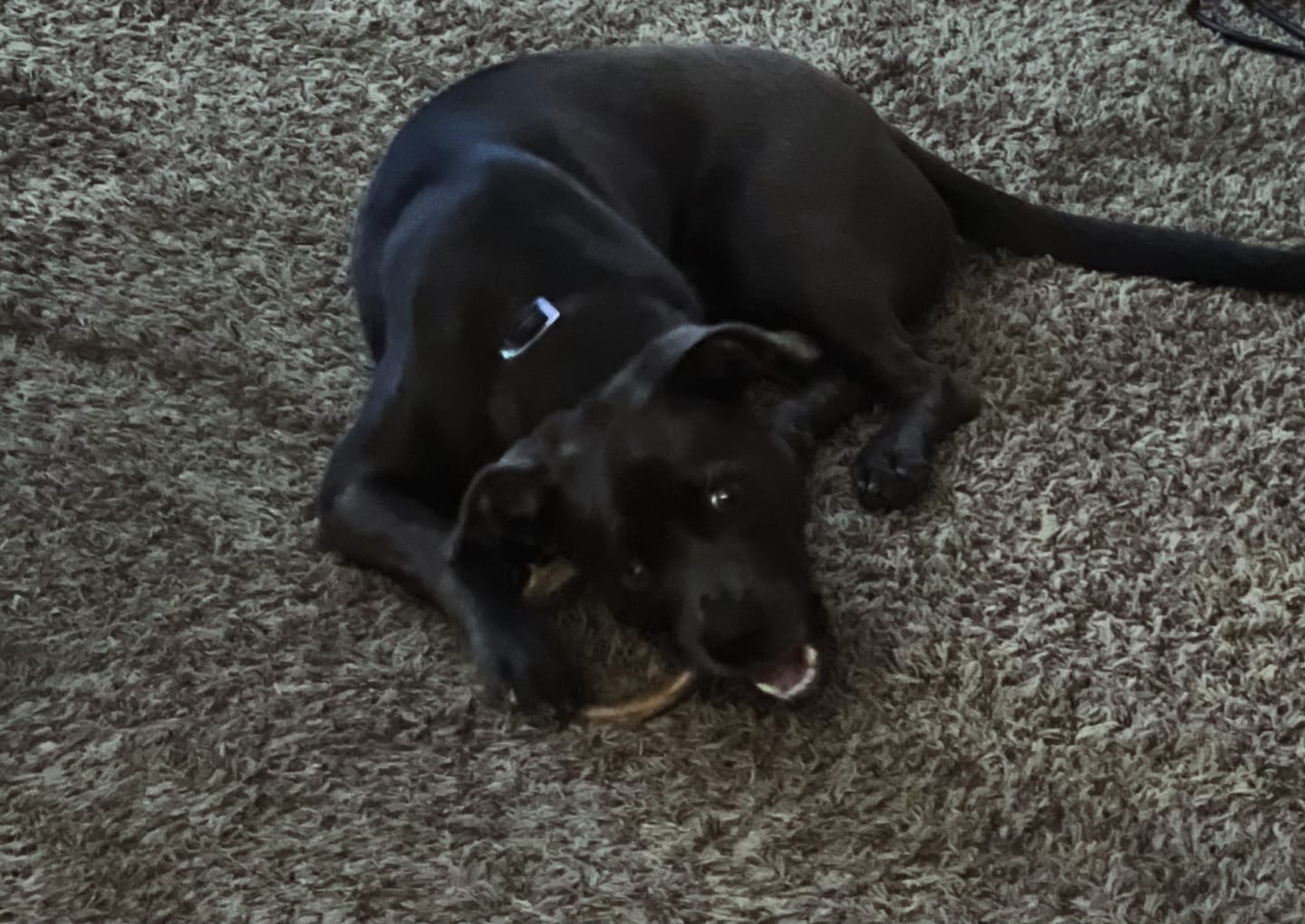 Customer photo review of 6 Inch Thick Braided Bully Stick