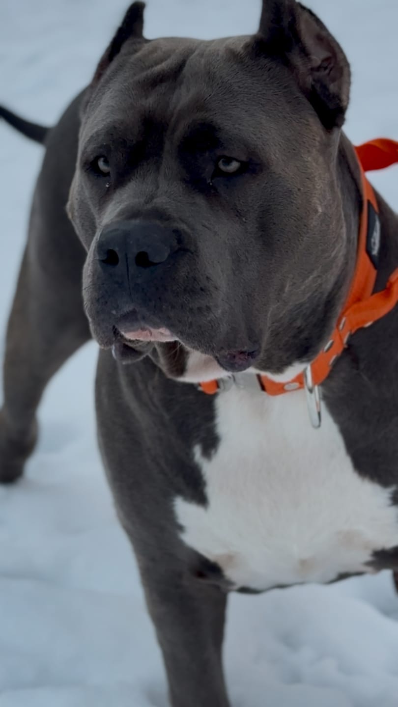 Customer photo review of Smycz nylonowa Walk Leash – Golden Edition Śliwkowa