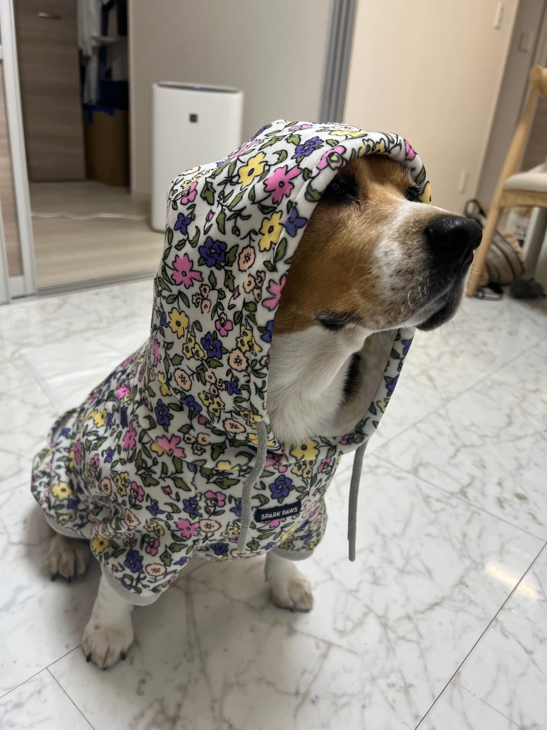 Customer photo review of Vintage Flower Dog Hoodie - Light Grey