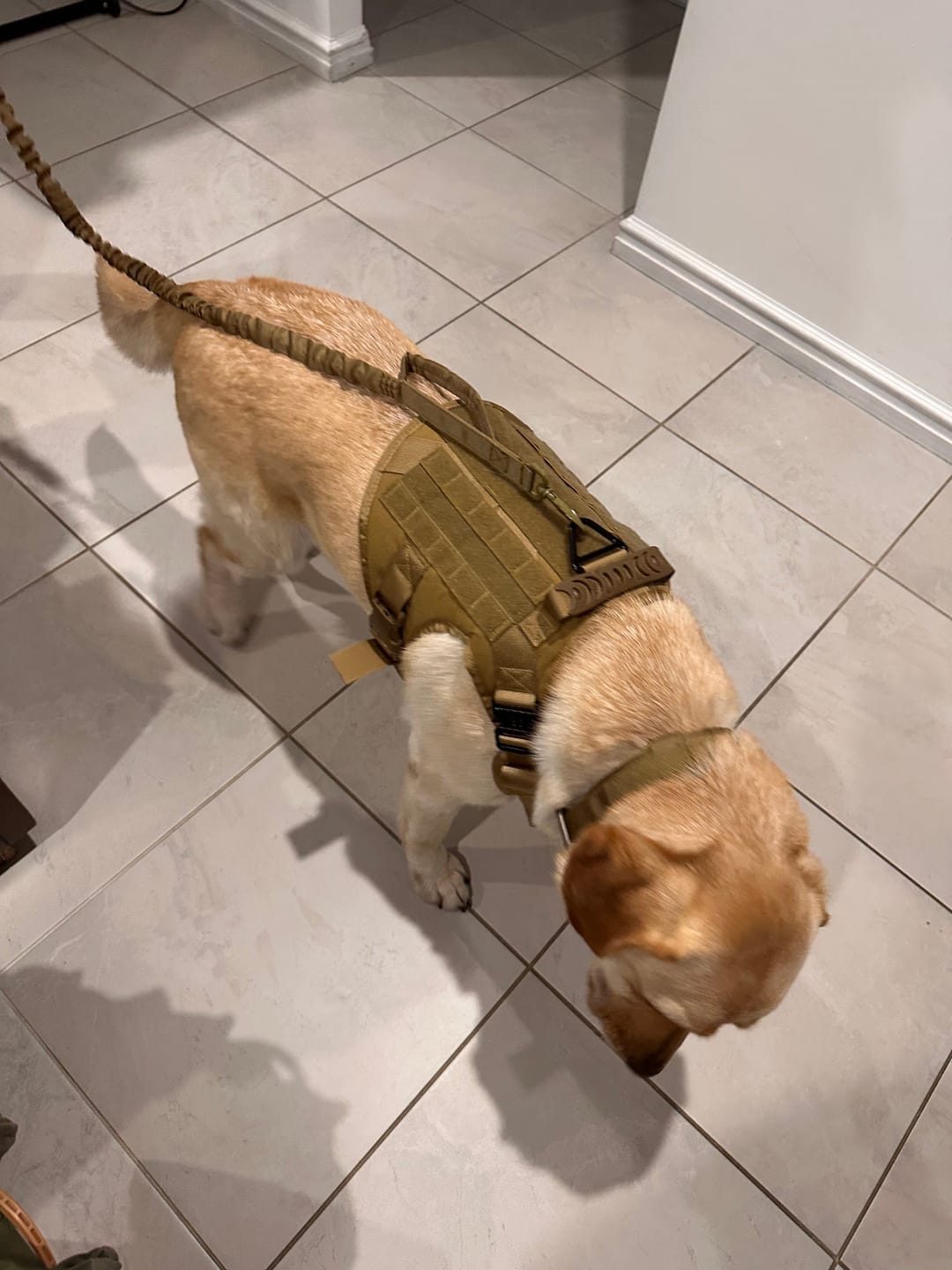 Customer photo review of 3-in-1 No-Pull Tactical Harness, Collar and Bungee Leash Set
