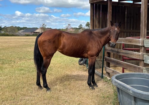 Customer's thin horse standing in a field, representing the 'before' image for the GutX review.