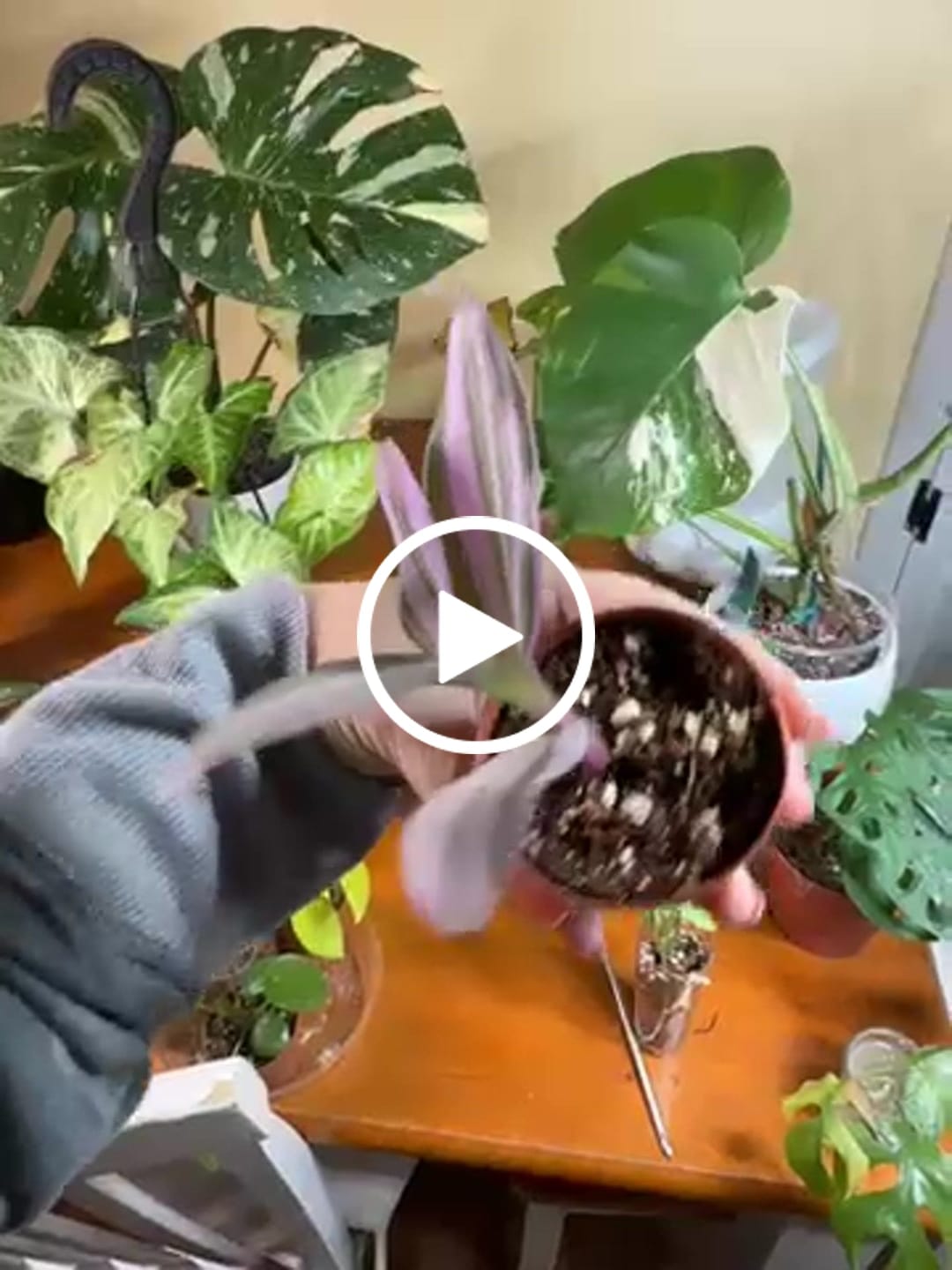 Customer video review of Rare Tradescantia Nanouk Lilac Plant | Rare Tradescantia Pot | Rare Pink Wandering Jew | Easy care hardy indoor houseplant in a nursery pot