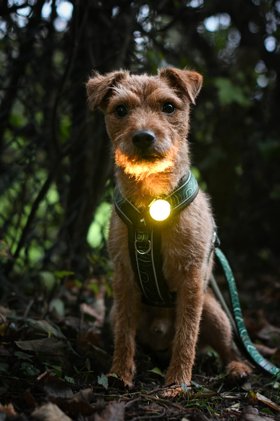 Customer photo review of TrekBright® Dog Safety Light
