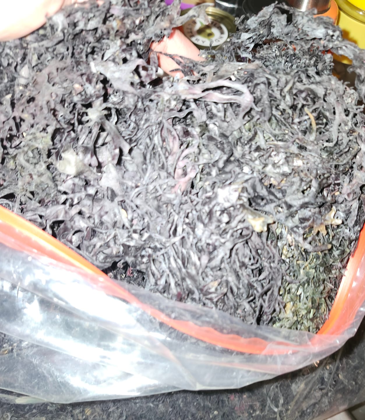 Customer photo review of Purple Chondrus Dr Sebi Sea Moss High Mineral Content Real Wildcrafted Sea Moss from the rocks-