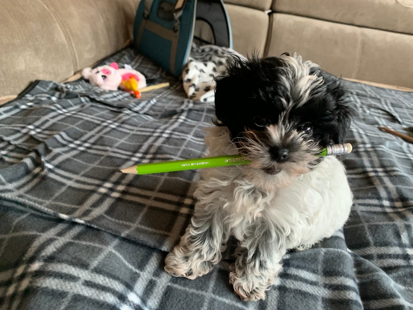 Customer photo review of Stella & Chewy's - Meal Mixers pour chien