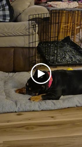 Customer video review of Smoked Beef Marrow Bone