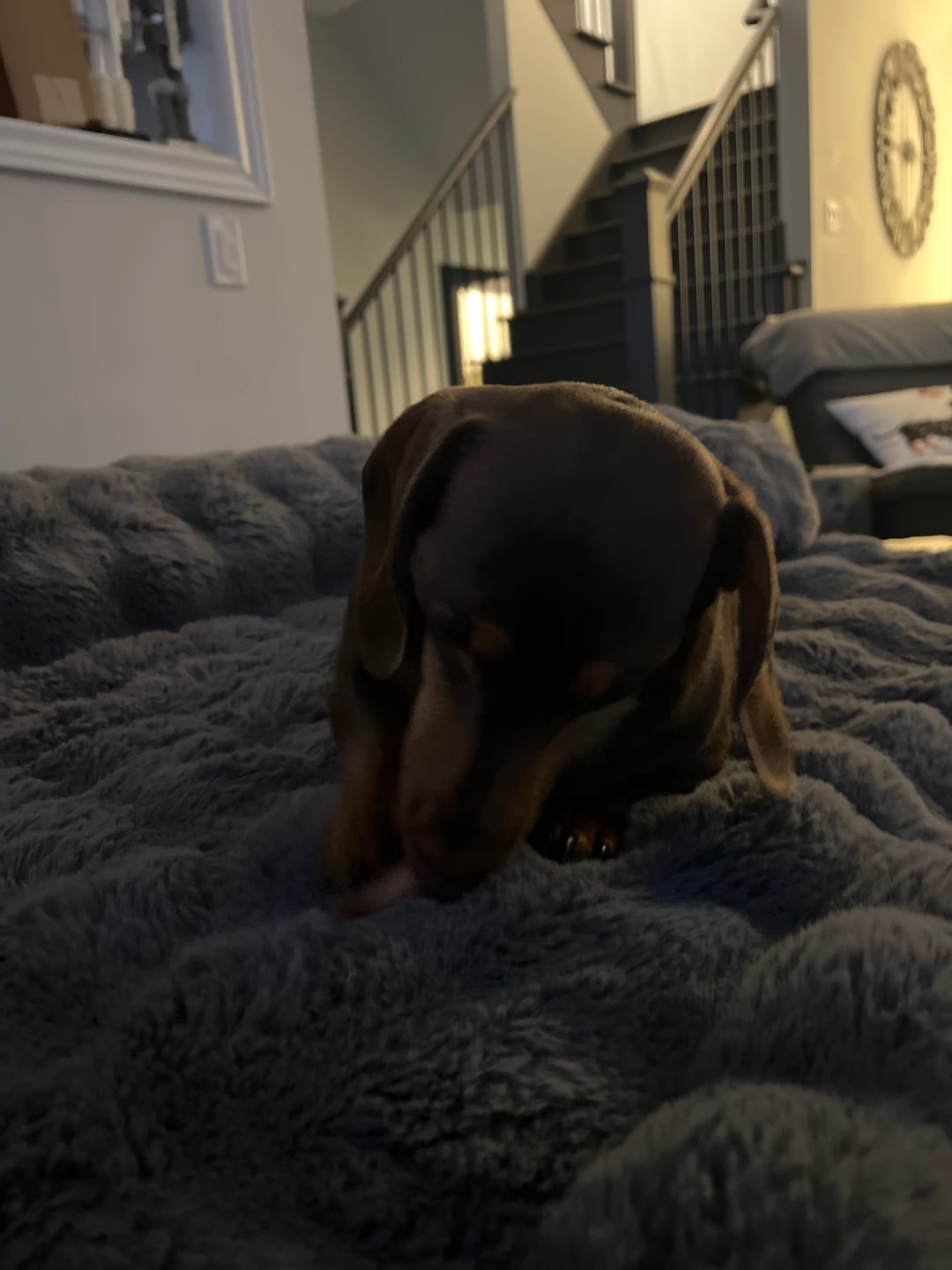 Customer photo review of 6 Inch Standard Braided Bully Stick