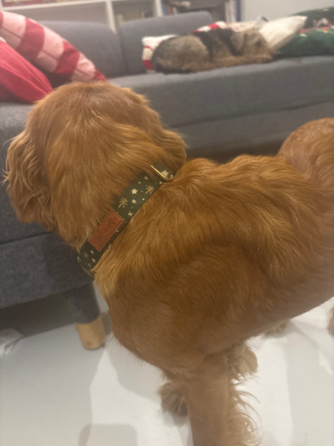 Customer photo review of Smycz miejska "Green Magic" - złote okucia