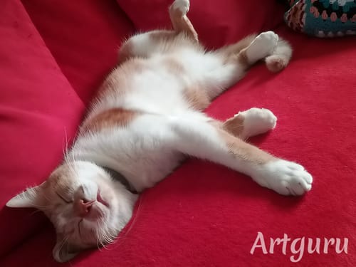 Le chat d'un client dormant paisiblement sur le dos, semblant détendu et en bonne santé après avoir mangé la Pâtée Poulet.