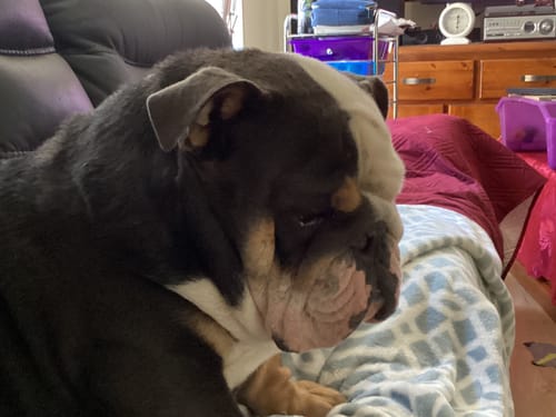 Customer photo review of Patio Pet Door Insert