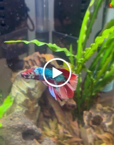 Customer video review of Multicolor Halfmoon Male Betta Fish | Order Directly From Farm | You Pick Fish