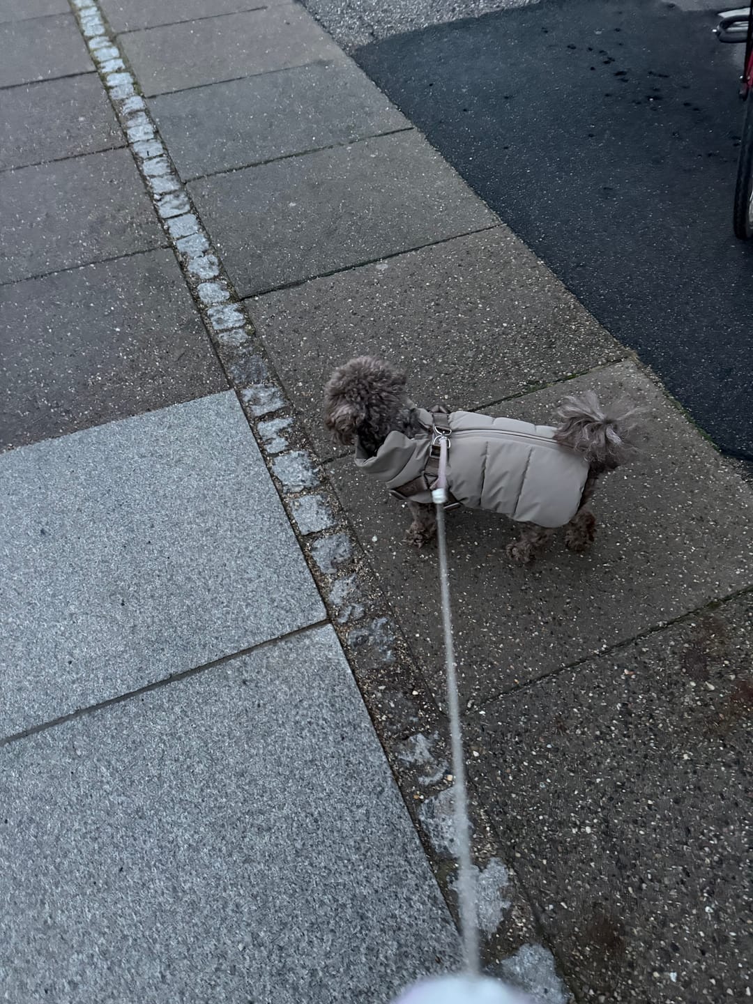 Customer photo review of Staey - Vera Hundejakke m. sele, Sage