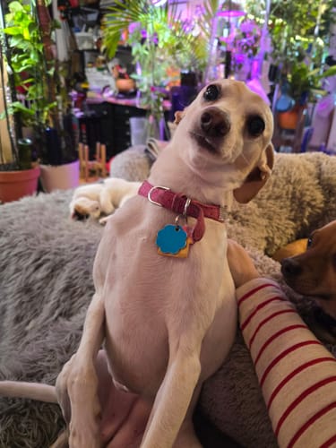 Customer's image of a small white dog with a pink collar indoors.