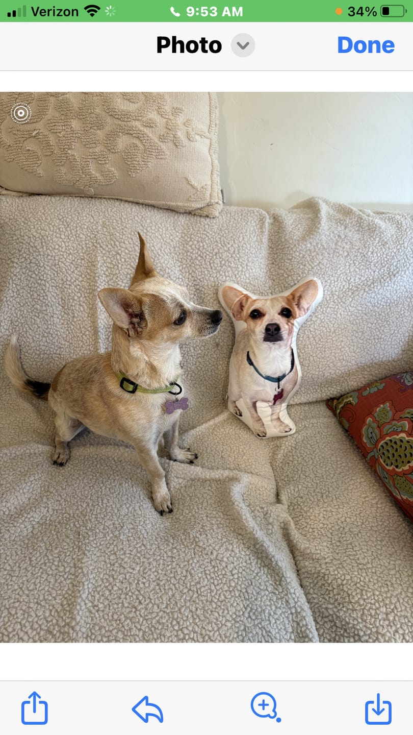 Customer photo review of Custom Pet Shaped Pillow that Look Like your Pet - ThePetPillow