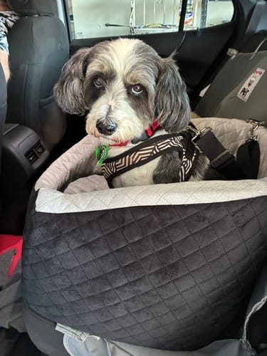 A customer's dog sits in the black, quilted Dog Car Booster Seat inside a vehicle.