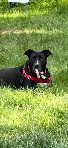 Customer's happy black dog wearing a red harness and resting in the green grass.