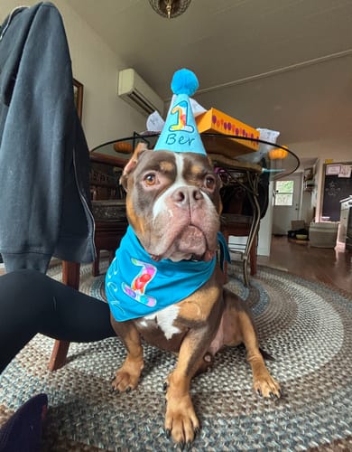 Customer photo review of Standard Personalized Dog Party Pack