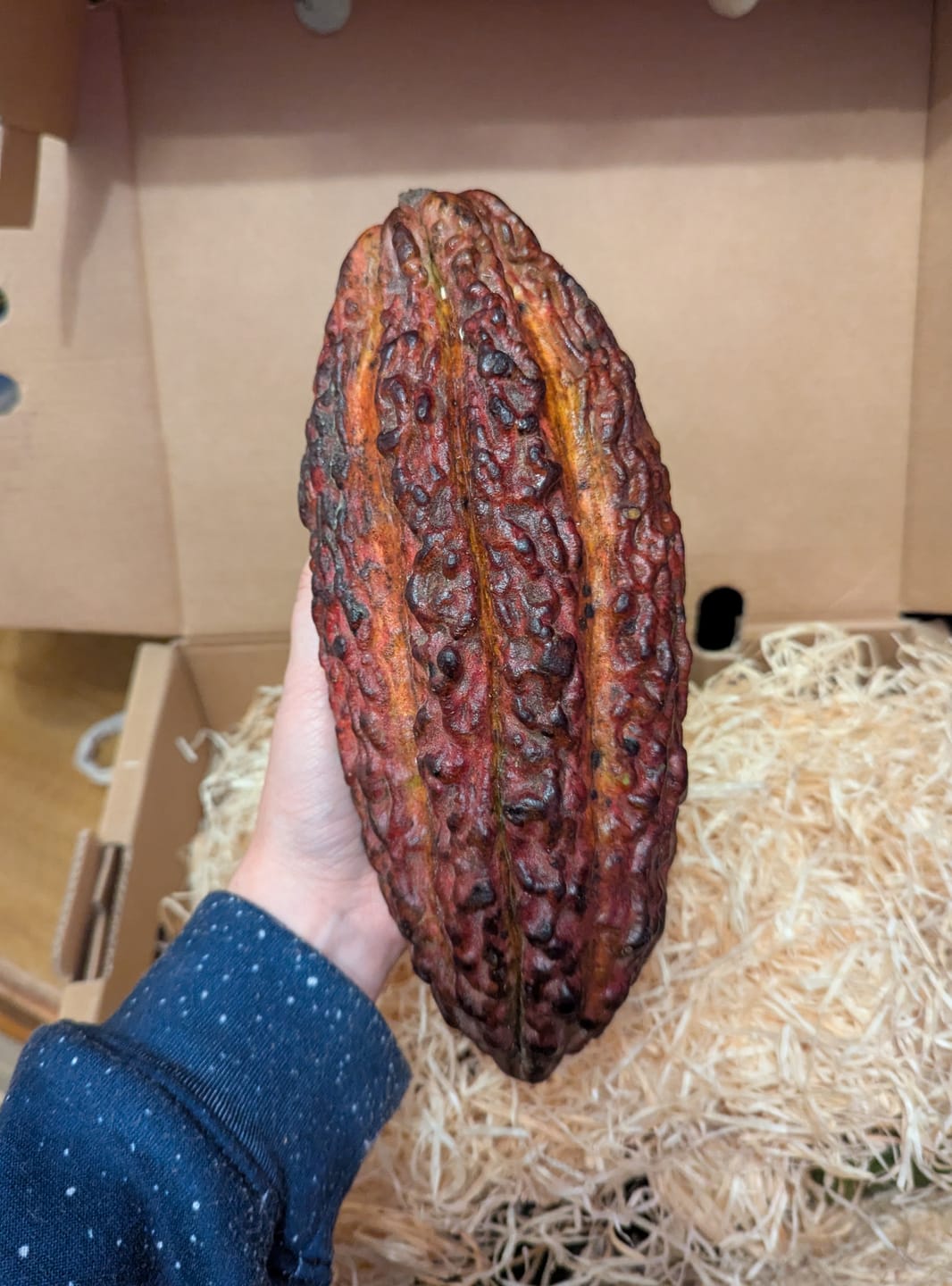Customer photo review of Kakaofrucht naturbelassen