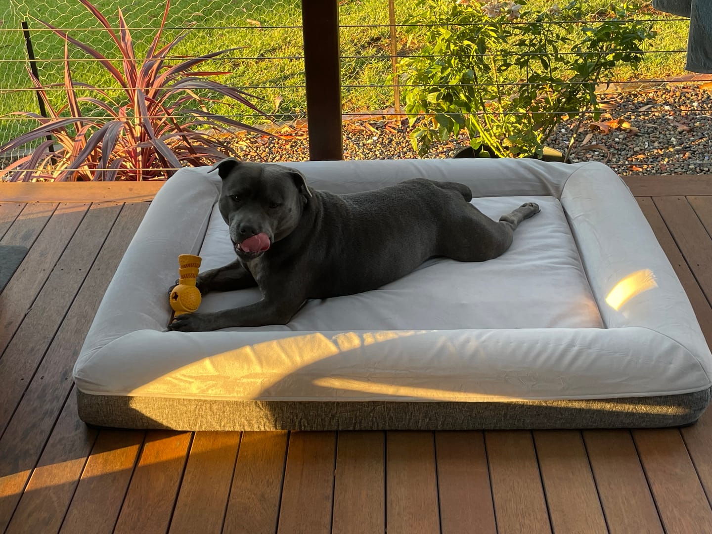 Customer photo review of Kangaroo Dog Crate Mat