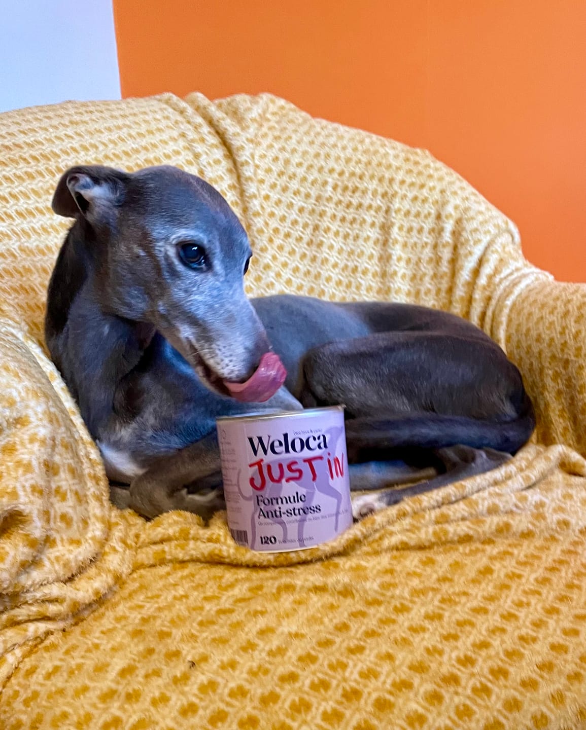Customer photo review of Complément stress  | Chien