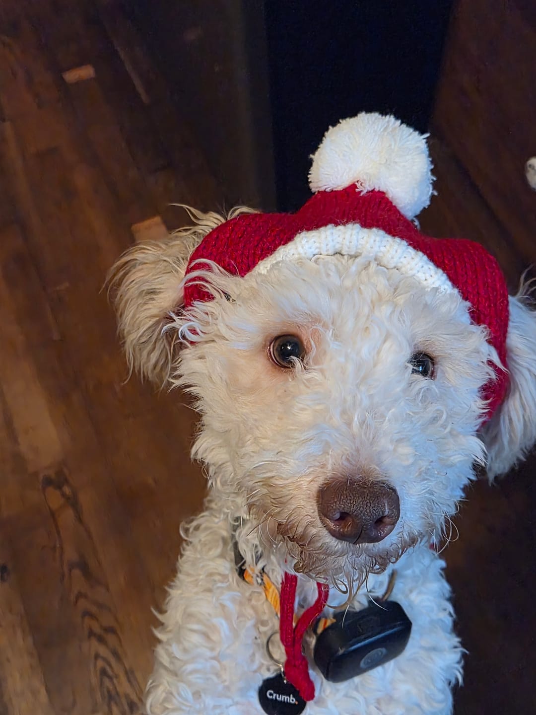 Customer photo review of Knit Pom Pom Dog Beanie Hats