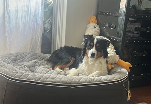 Customer photo review of Large Rebound Foam Mattress Dog Bed - Interior/Outdoor