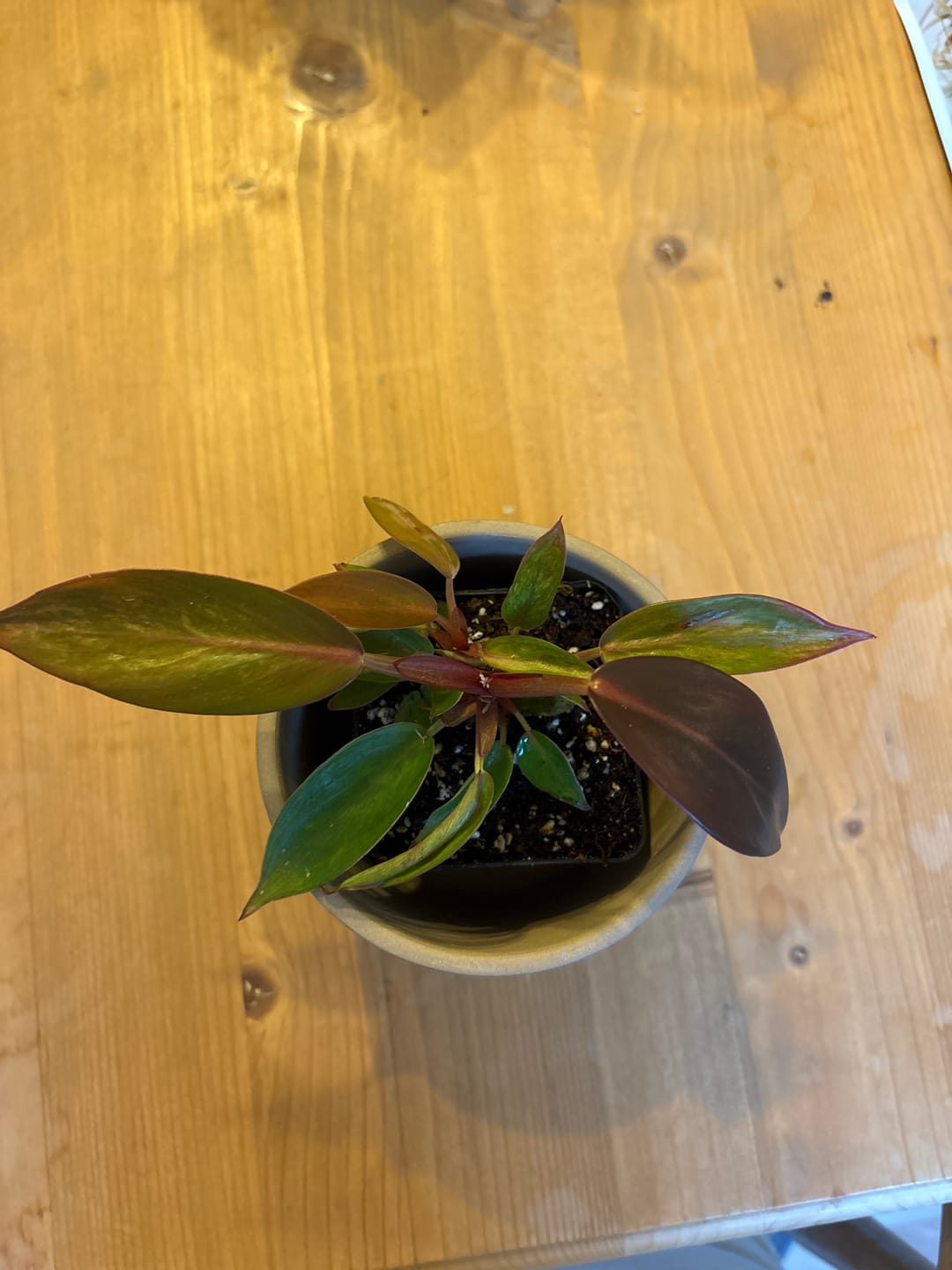 Customer photo review of PHILODENDRON PRINCE OF ORANGE