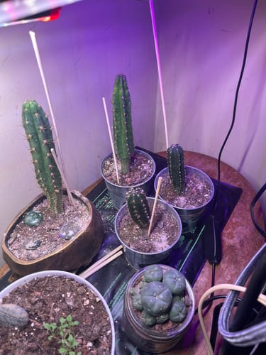 Customer photo review of Trichocereus Pachanoi | Non-PC San Pedro Cactus