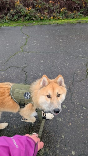 Customer's Shepsky Golden Retriever mix wearing the green Team K9 Tactical No-Pull Dog Harness during a walk.