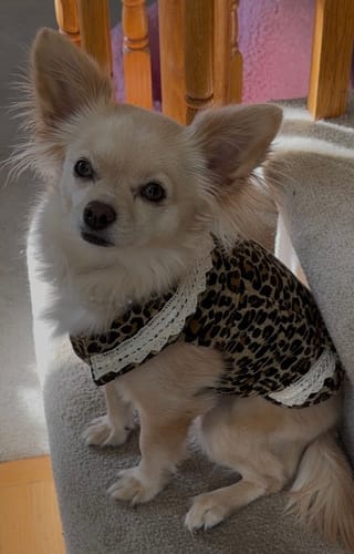 Customer photo review of Leopard Print Vest