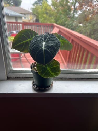 Customer's Alocasia reginula "Black Velvet" plant with dark, velvety leaves on a windowsill.