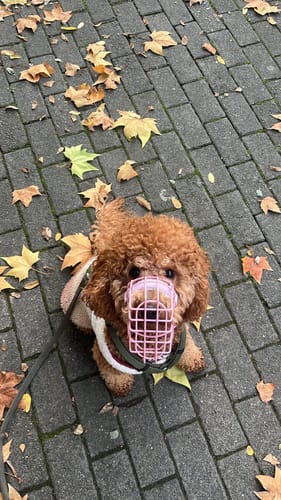 Customer photo review of Maulkorbberatung (online)