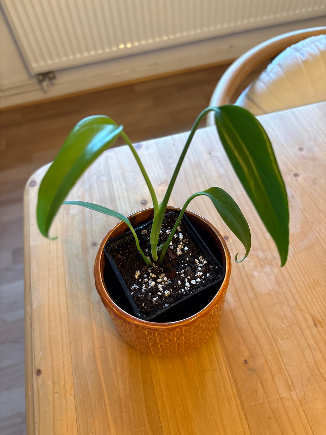 Customer photo review of MONSTERA BURLE MARX FLAME