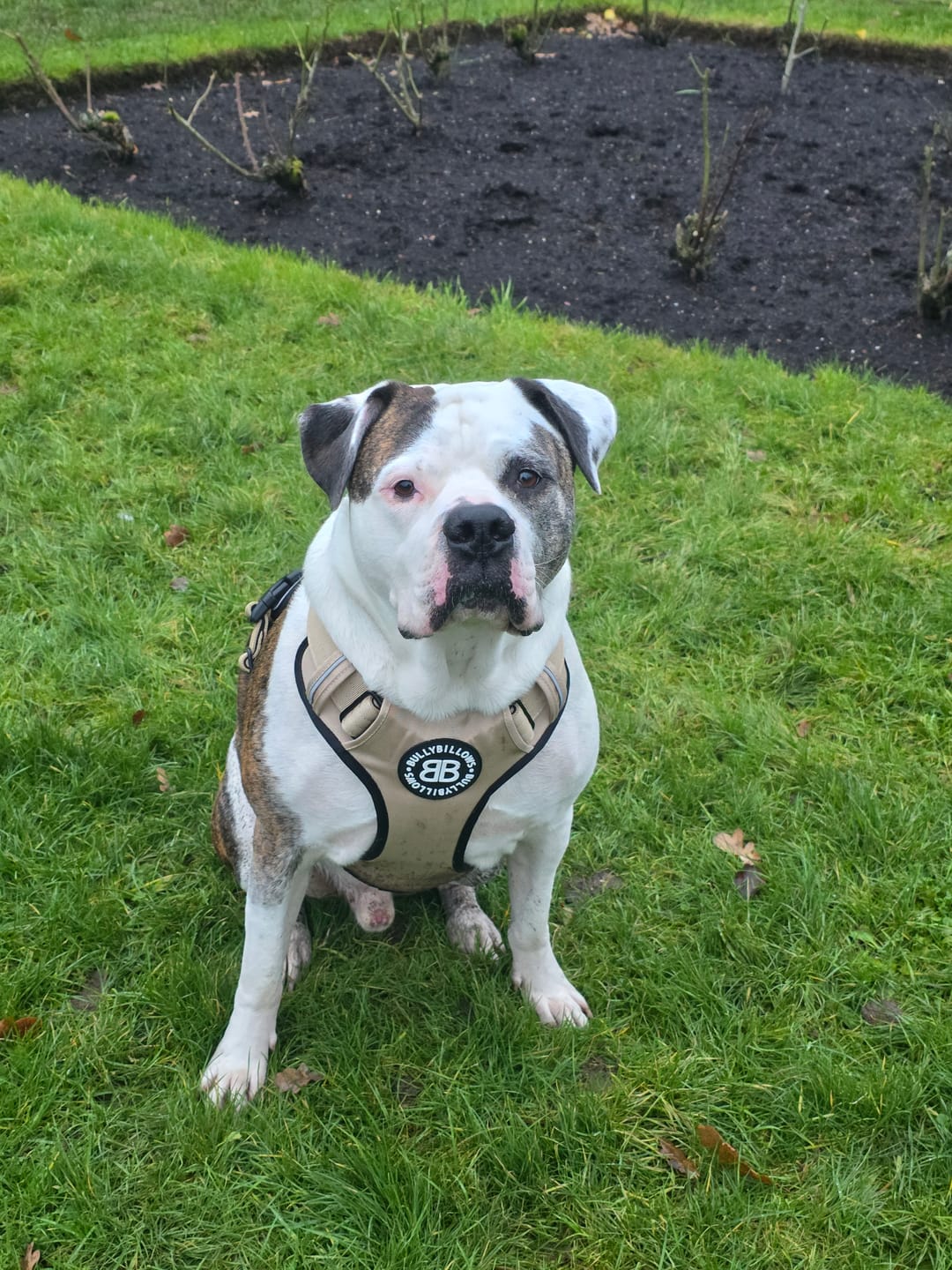Customer photo review of Comfort Premium Harness | Non Restrictive - Tan