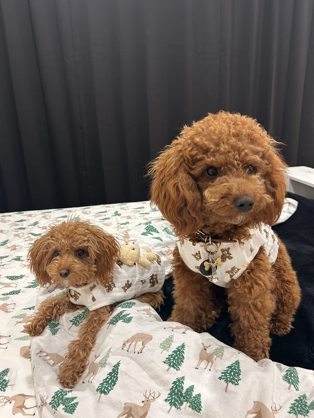 Customer photo review of Bear Decor Fleece Dog Harness Vest