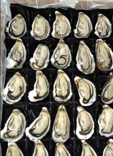 Customer photo review of Moana NZ Oyster Pot 200G