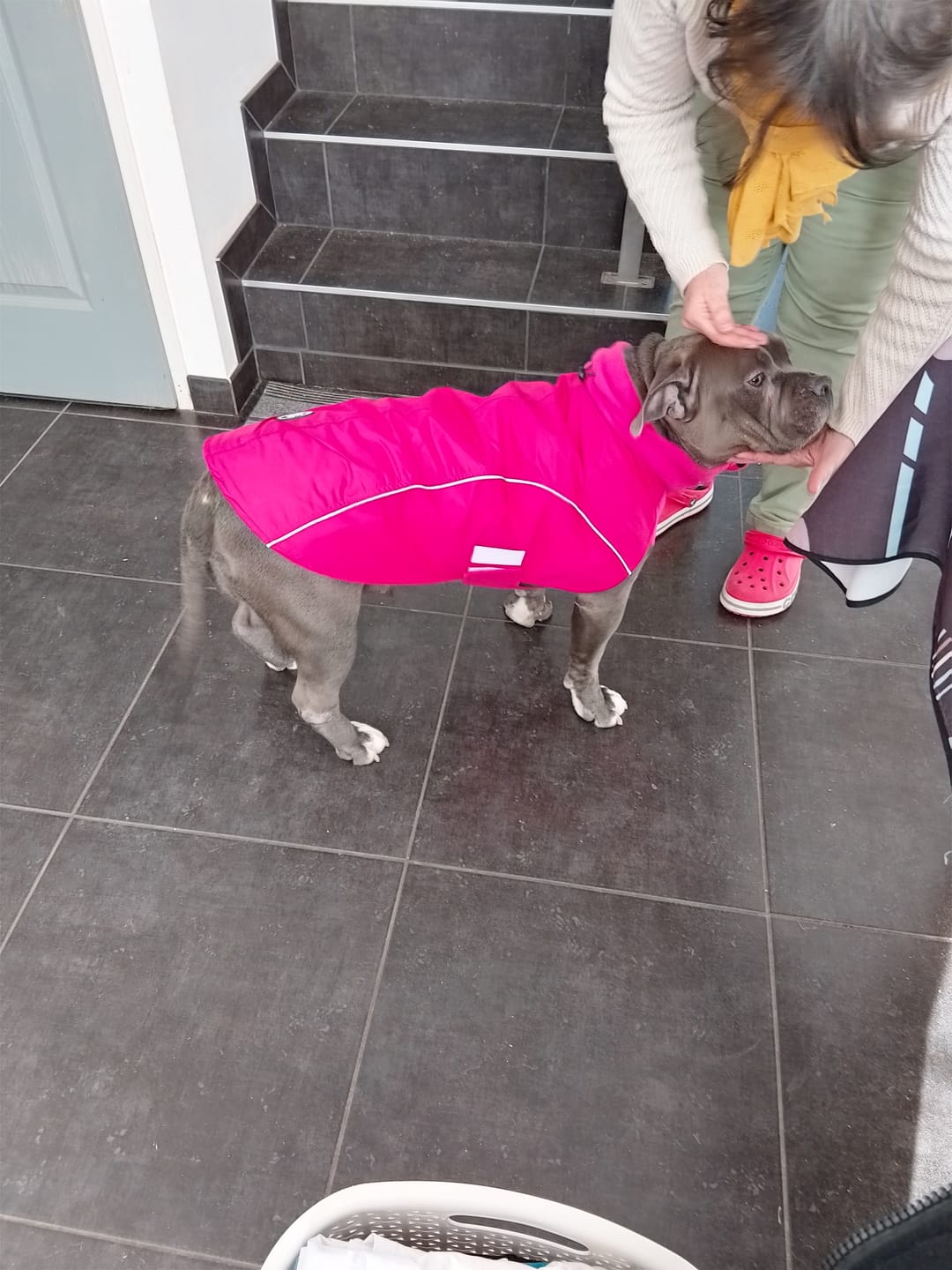Customer photo review of Dog Coat With Zip - Shower Proof - Carminerose