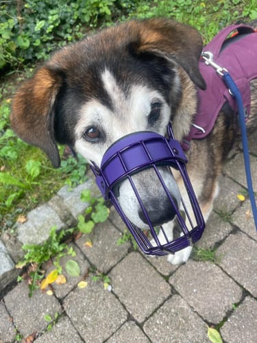 Customer photo review of Maulkorb Deals